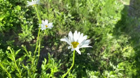 a flower on a windy day