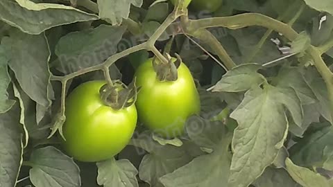 Tomato Trellising with HORTOMALLAS® netting #shortvideo