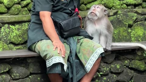 Monkey Takes Food From Man's Mouth