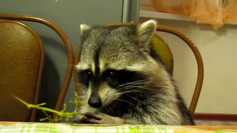 Raccoon Feasts On Grapes Making Munching Sounds