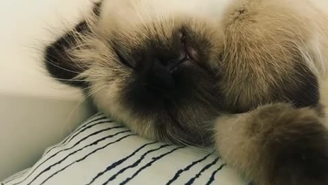 Cat In Deep Sleep