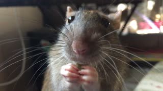 Who knew rats could be so adorable?