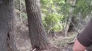 Puppies chase a bear