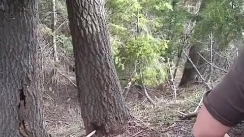 Puppies chase a bear