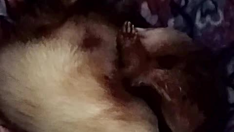 Ferret wave part 2, brighter video