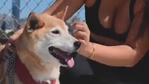 CUTE STRONG DOG WITH HIS OWNER