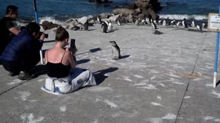 African penguin posing for a photo