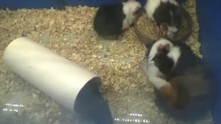 4 cute peruvian guinea pigs, each one do what they want [Nature & Animals]