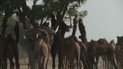 Camels Eating in Rajasthan