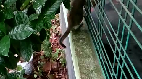 Cat try to jump