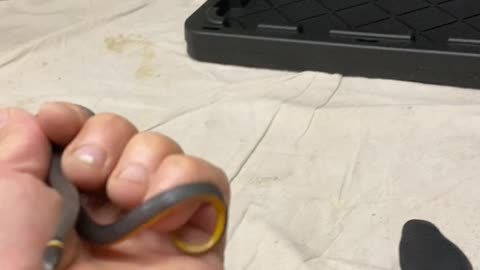 Ringneck Snake