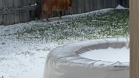 Texas dogs snow adventure
