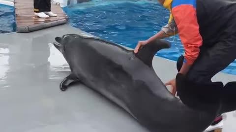 Dolphin ki funny videos