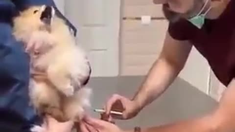 Injection is injection baby dog 🐕 reaction