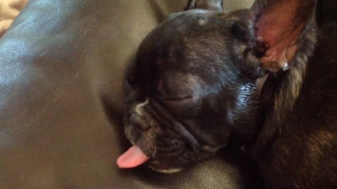 Puppy waves tongue while sleeping