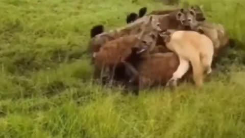 A lone lion is mobbed by a pack of hyenas