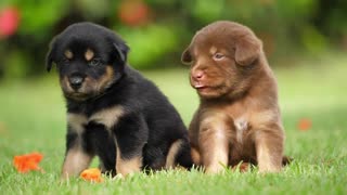 Couple Cute Puppy baby dog Reaction On Camera Shooting Them