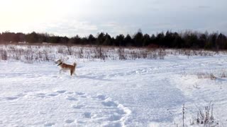 Amigable caballo juega con su amiga en la nieve