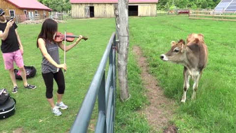 Curious Cows React To Live Violin Performance