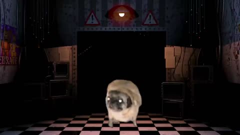 Pug dancing