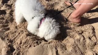 White dog pink collar leash digging sand hole