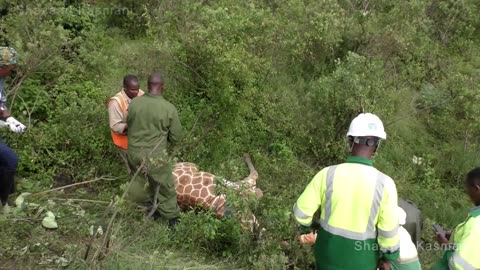 Wildlife rescue team (rescue of a giraffe)