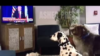 These Dogs Are Voting For Donald Trump