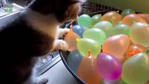 Cats playing with Balloons funny videos (;