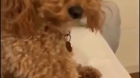 Funny Puppy - Give Me That Beat One More Time!