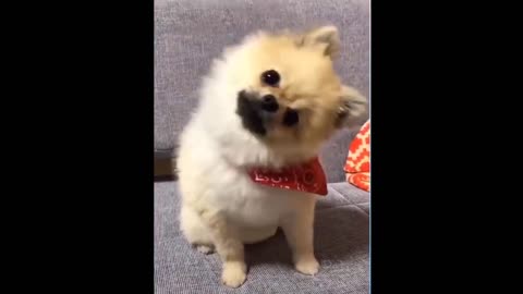 Cute puppy moving his head