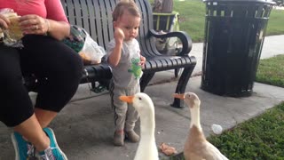 Duck takes bread out of little boys hand ow