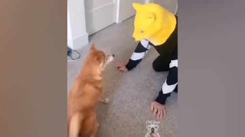 Funny Doge Reaction - Doge VS Doge Mask
