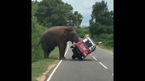 Elephant Tips Over Tuk Tuk in Search of Food