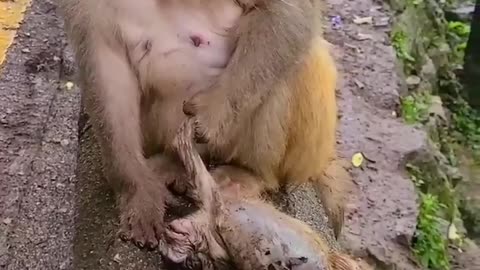 😭 monkey 🙈 so sad # animal lover // short video.