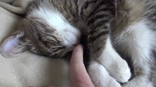 Touching the Cat's Little Nose