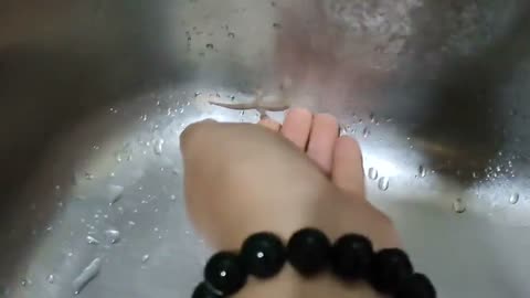 Malaysian homeowner gives helping hand to tiny lizard stuck in kitchen sink