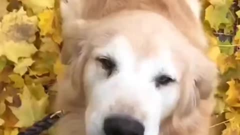 Happy Dog Dancing With Owner Singing Funny Video