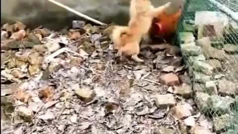 Chicken VS Dog Fight - Very Funny Dog Fight Video|