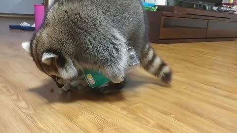 Clever raccoon knows how to pour treats from bottle