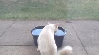 A cat drinks water in front my home