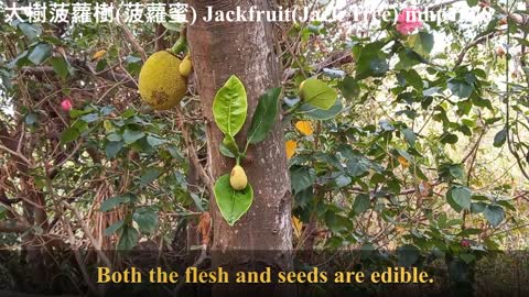 大樹菠蘿樹（菠蘿蜜）Jackfruit（Jack Tree）mhp1378, May 2021