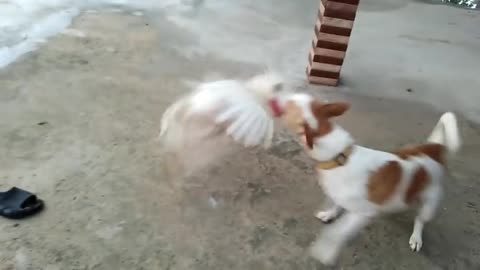 rooster and dog fight