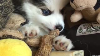 Puppy adorably chows down on tasty treat
