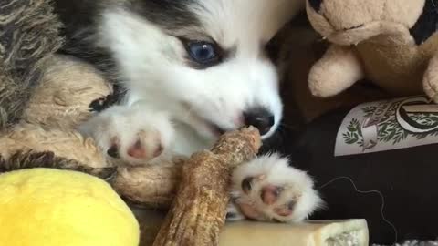 Puppy adorably chows down on tasty treat
