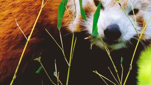 "Exploring the Enchanting World of Red Pandas: Himalayan Wonders Unveiled"