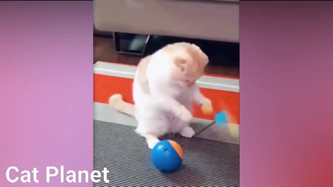 Cats learning to play