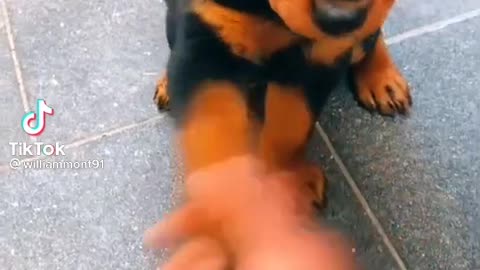 video cute puppy 2021