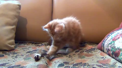 Adorable Little Kitten Playing His Toy Mouse