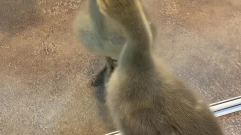 Goose Gets Snappy With Reflection