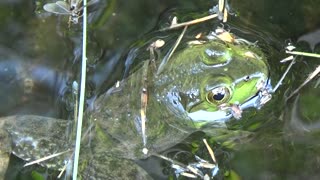 Floating Frog